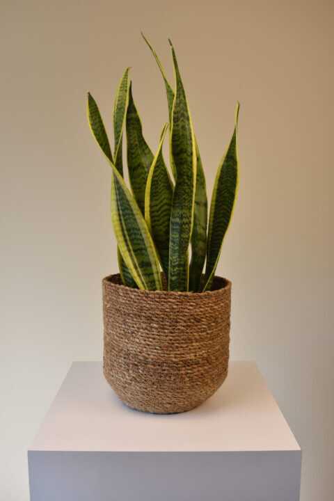 Snake Plants