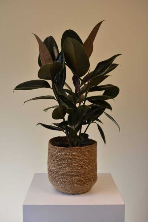 Rubber Fig Plant