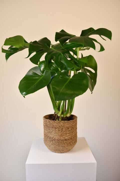 Panna Plant