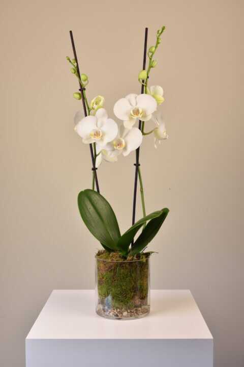 Phalaenopsis Plant in Vase