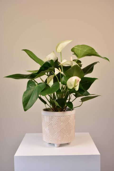 Anthurium in Pot